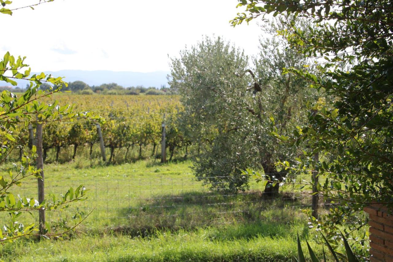 Podere Campo Alle Serpi Bibbona Kültér fotó