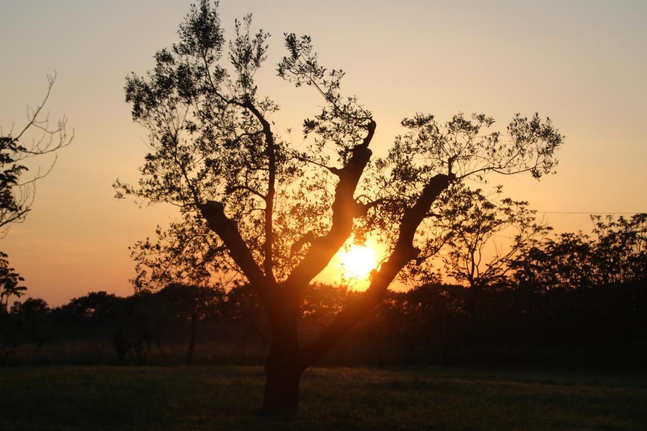 Podere Campo Alle Serpi Bibbona Kültér fotó
