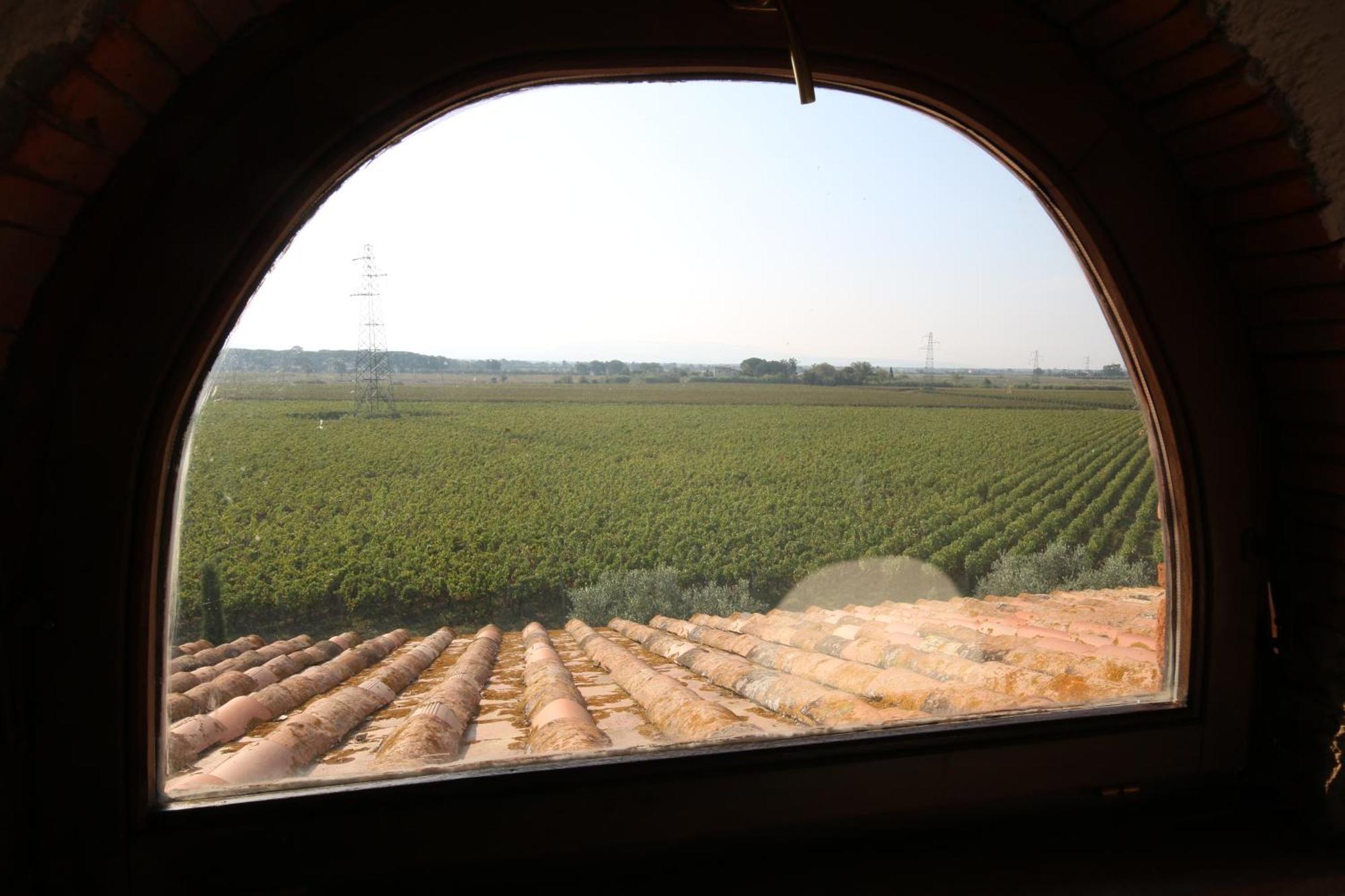 Podere Campo Alle Serpi Bibbona Kültér fotó